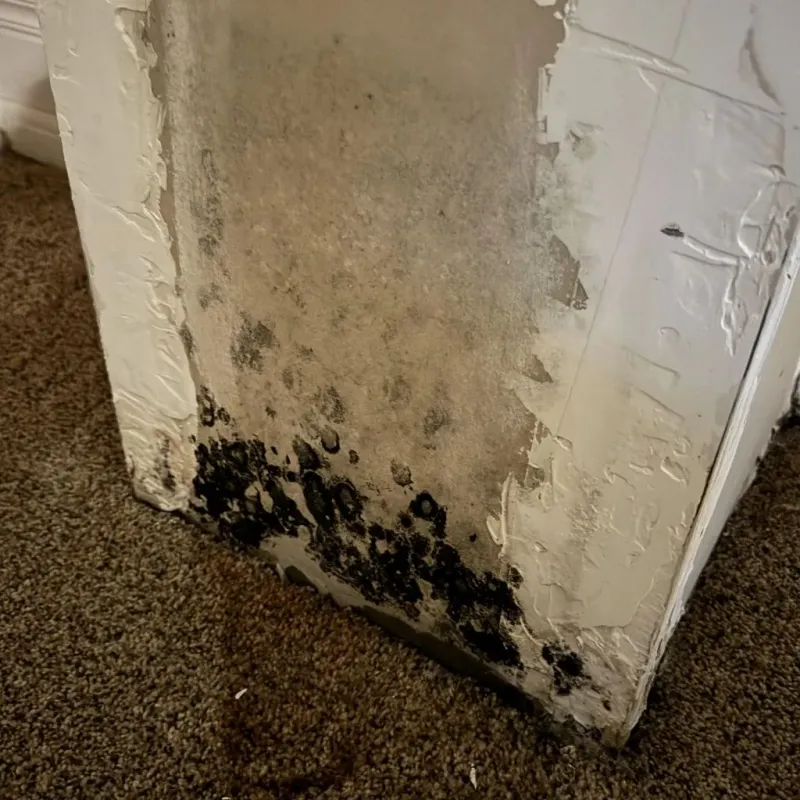 Professional Mold Removal in Chesapeake, VA